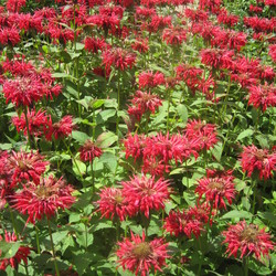 Cambridge Scarlet Beebalm