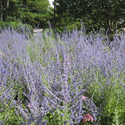 Russian Sage