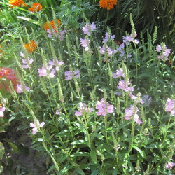 Pink Manners Obedience Plant