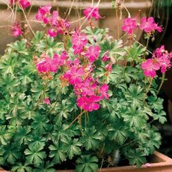 Crystal Rose Cranesbill