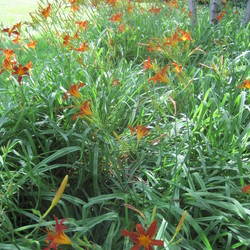 Nashville Star Daylily, Grey Birch