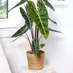 'Mythic Longiloba' Elephant's Ear