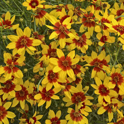 Curry Up Sizzle & Spice Whorled Tickseed