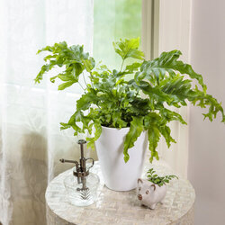 'Living Lace Nicholas Diamond' Hybrid Footed Fern