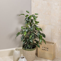 'Cling-On Danielle' Weeping Fig
