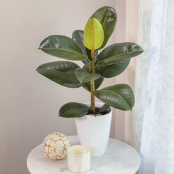 'Chroma Robusta' Rubber Plant