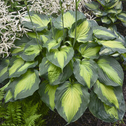 Beyond Glory Plantain Lily
