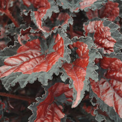 'Shadow King Black Cherry' Rex Begonia
