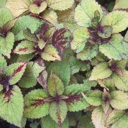 Honey Crisp Coleus