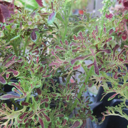 Under the Sea 'Red Coral' Coleus