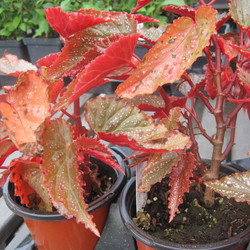 Angel-Wing Begonia 'Benigo'