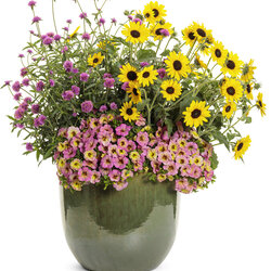 Superbells Magic 'Pink Lemonade' 
Truffula Pink Globe Amaranth 
Suncredible Yellow Sunflower