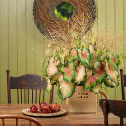 Heart to Heart Chinook Elephant Ear 
Heart To Heart Rose Glow Elephant Ear