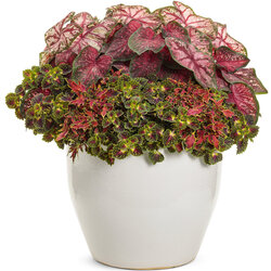ColorBlaze Mini Me Watermelon Coleus (Solenostemon scutellarioides 'ColorBlaze Mini Me Watermelon' 
ColorBlaze Strawberry Drop Coleus 
Caladium hortulanum 'Heart to Heart Bold 'N Beautiful' 
Heart To Heart Scarlet Flame Elephant Ear