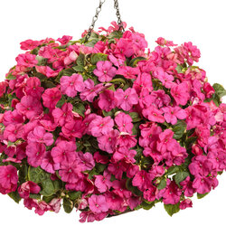 'Soprano Rose' Impatiens