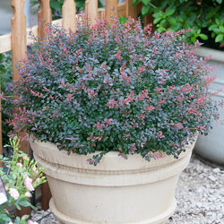 Sunjoy Mini Salsa Barberry