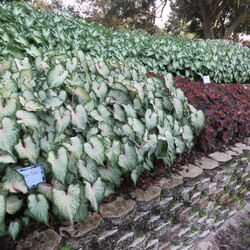 Heart to Heart White Star Caladium, Caladium 'Heart to Heart Hot 2 Trot'
