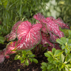 Heart To Heart Scarlet Flame Elephant Ear, Japanese pachysandra