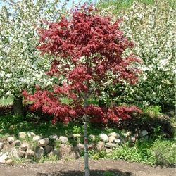 Samurai Sword Japanese Maple