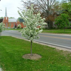 Sugar Tyme Flowering Crabapple, in bloom