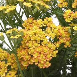  Milly Rock Yellow Achillea