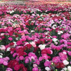Constant Cadence® Dianthus 'Milk Cherry'