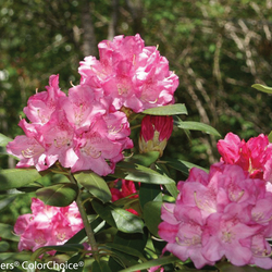 Flowers of Dandy Man Pink Rhododendron