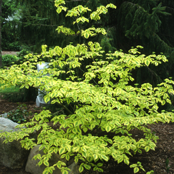 Cornus Golden Shadows