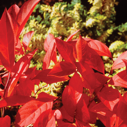 Little Henry Dwarf Sweetspire, in fall