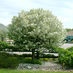 Lollipop Dwarf Crabapple, in bloom