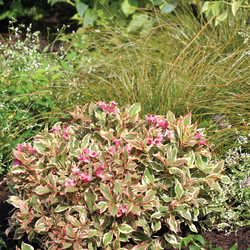 My Monet Weigela, in bloom