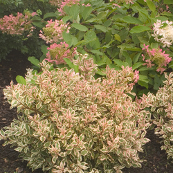 My Monet Weigela