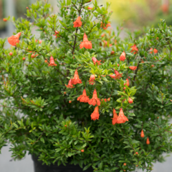 Peppy Le Pom Pomegranate, in bloom