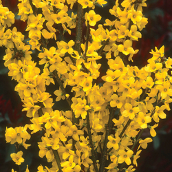 Show Off Border Forsythia
