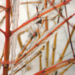 Stems of Arctic Sun Bloodtwig Dogwood in winter