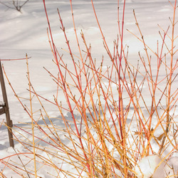 Arctic Sun Bloodtwig Dogwood