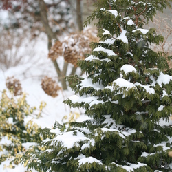Soft Serve False Cypress, in winter