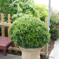 Sprinter Boxwood
