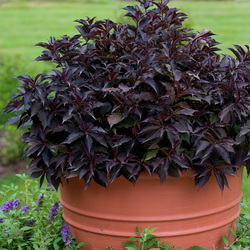 Spilled Wine Weigela