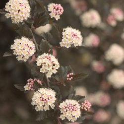 Flowers of Summer Wine Ninebark