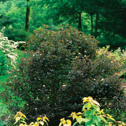 Summer Wine Ninebark