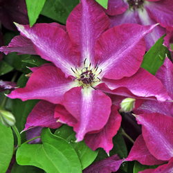 Flowers of Viva Polonia Clematis
