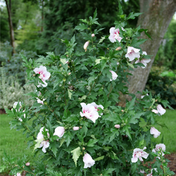 Starblast Chiffon Hibiscus, in bloom