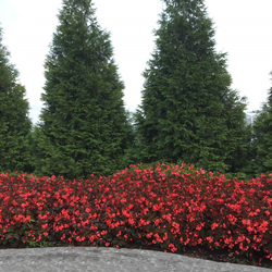 Surefire Cherry Cordial Whopper Begonia