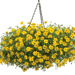 Goldilocks Rocks Bidens