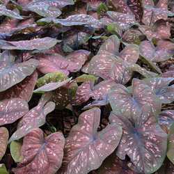 Heart to Heart 'Rain or Shine' Caladium