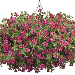 Superbells Cherry Star Calibrachoa