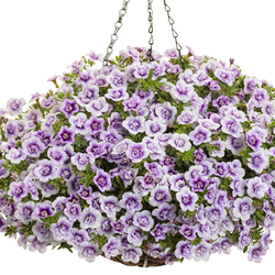 Superbells Double Twilight Million Bells