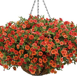 Superbells Dreamsicle Calibrachoa
