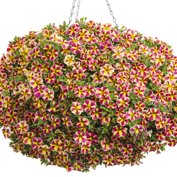 Superbells Holy Moly Calibrachoa